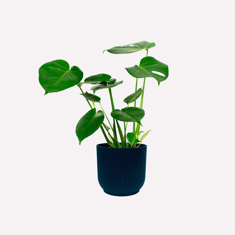 Monstera deliciosa in donkerblauwe plastic geribbelde pot