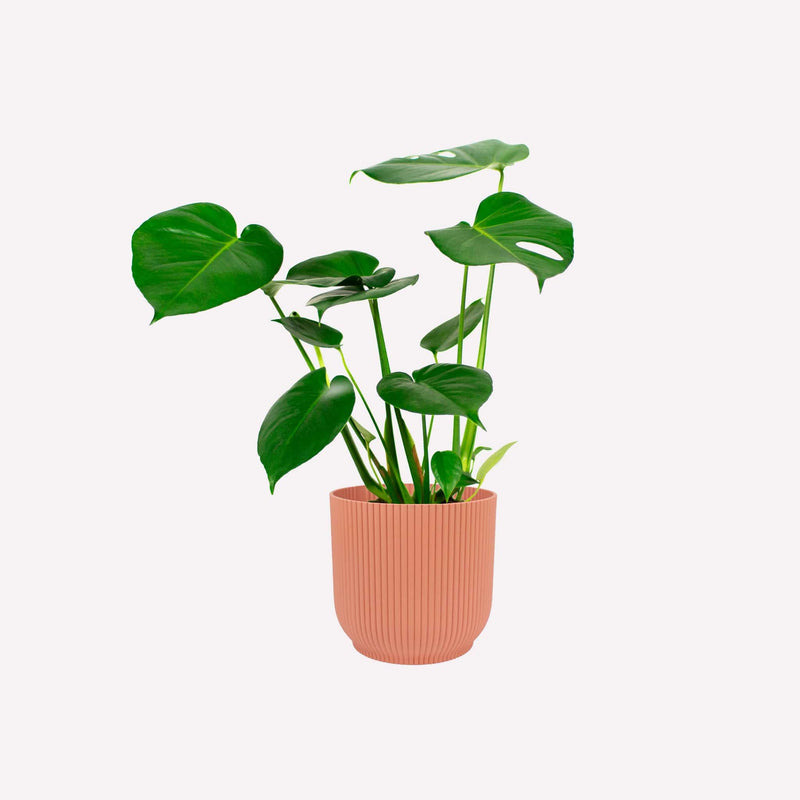 Monstera deliciosa in roze plastic geribbelde pot