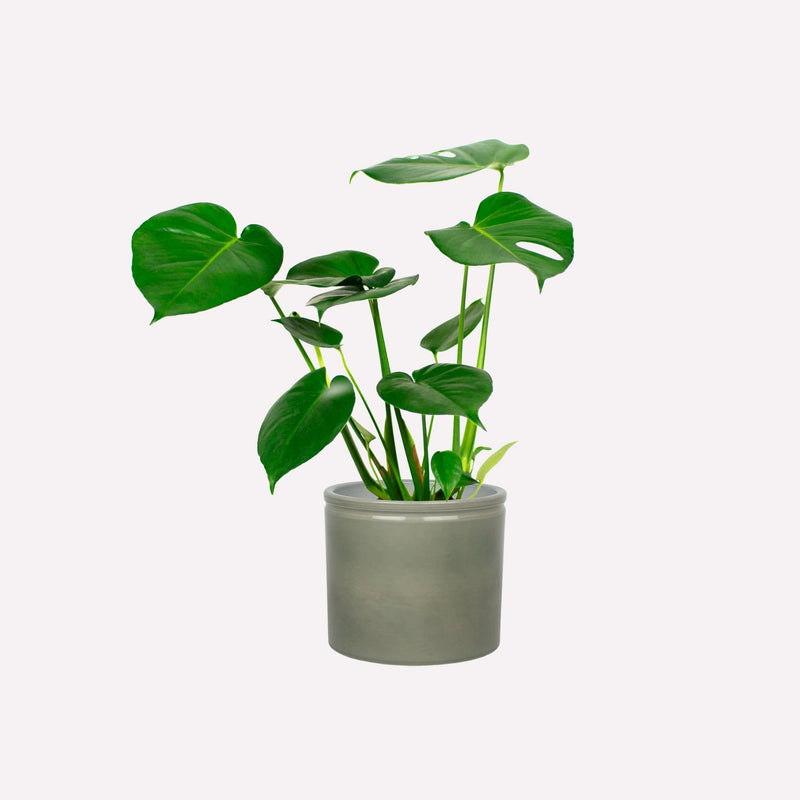 Monstera deliciosa in grijsgroene keramieken pot