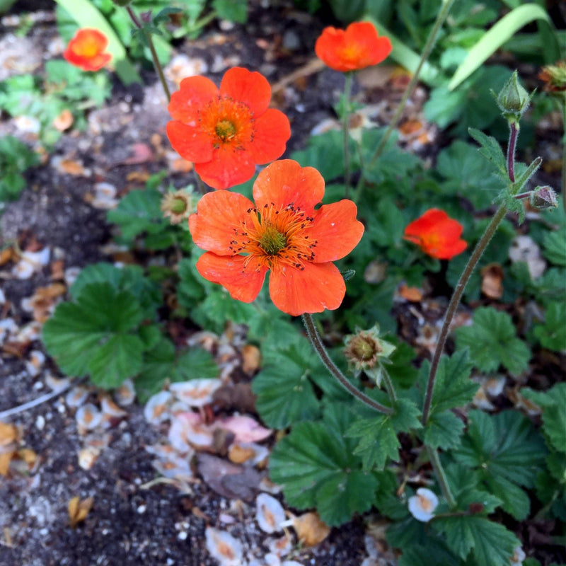 nagelkruid, oranje bloemen boven groen blad