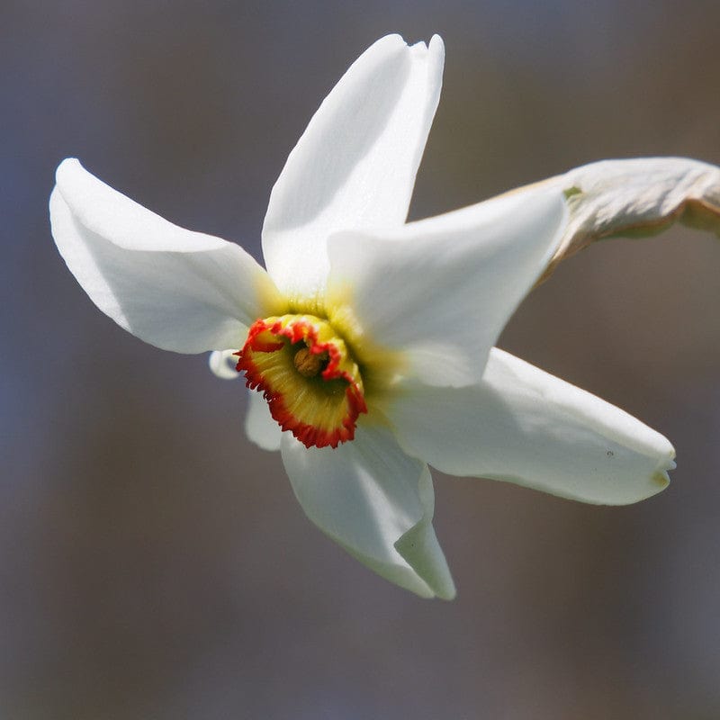 Narcis Recurvus biolggisch