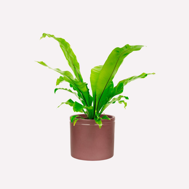 Nestvaren in wijnrode keramieken pot