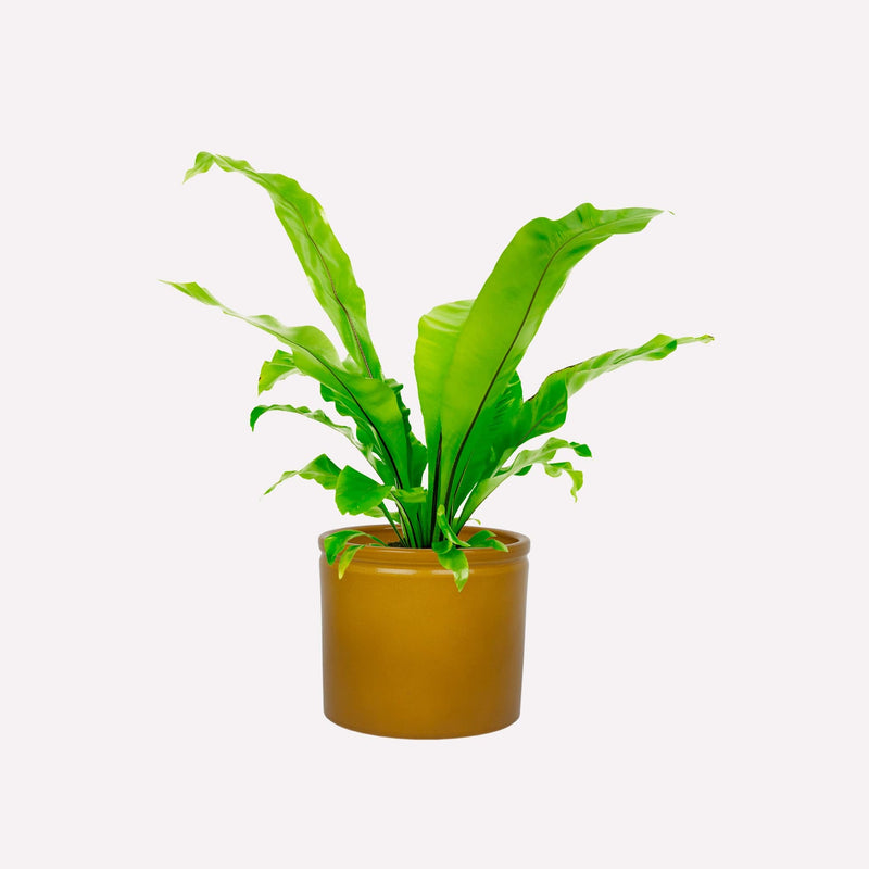 Nestvaren in mosterdgele keramieken pot