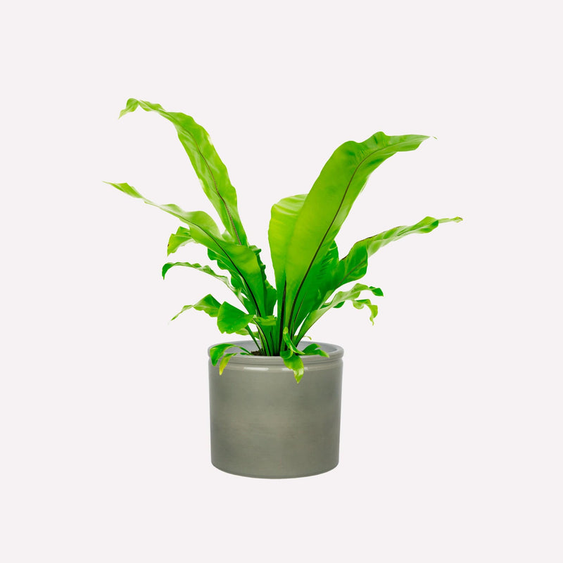 Nestvaren in grijsgroene keramieken pot