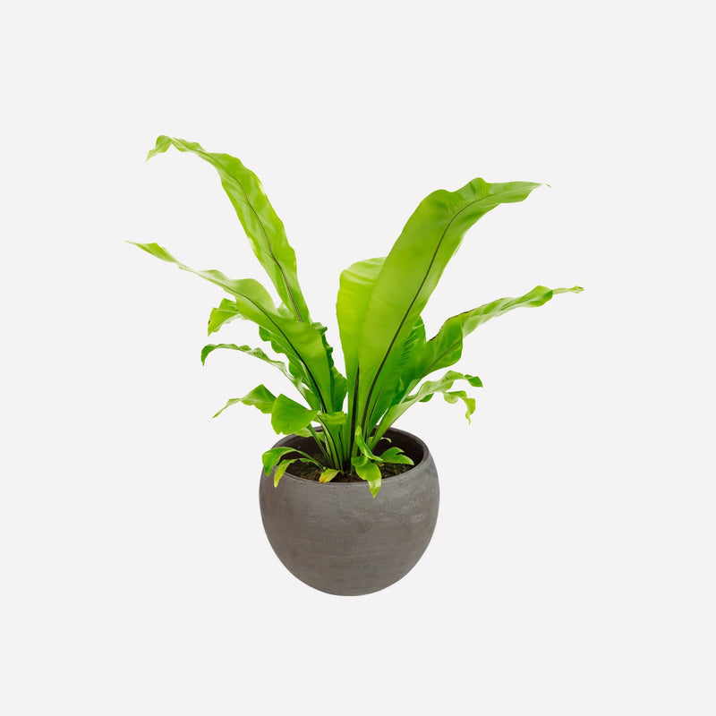 Nestvaren in ronde grijze terracotta pot