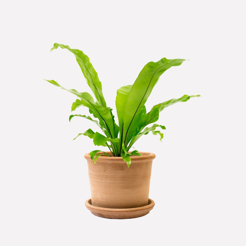 Nestvaren in lichte retro terracotta pot