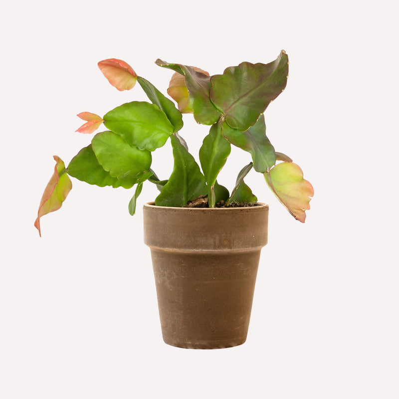 Oma's Rhipsalis in grijze hoge pot