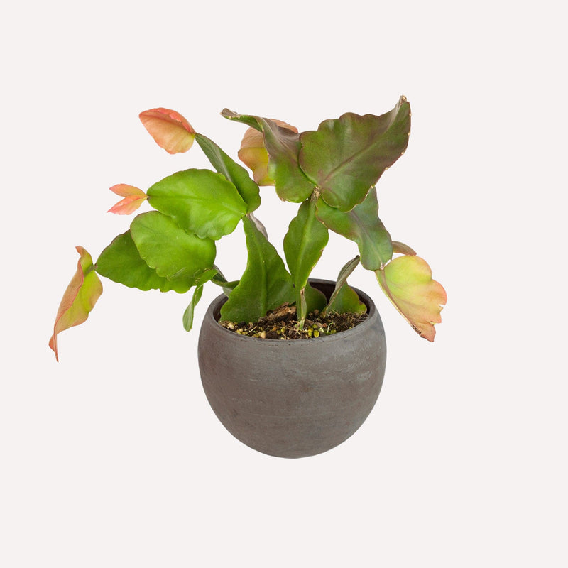 Oma's Rhipsalis in grijze ronde pot