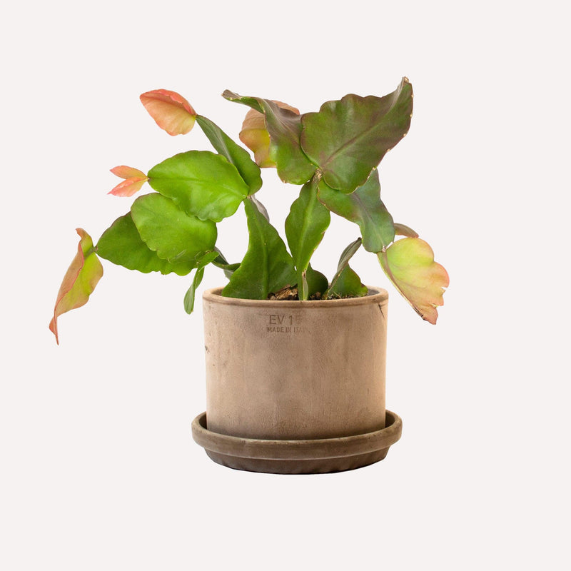 Oma's Rhipsalis in strakke grijze pot