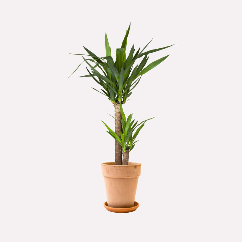 Palmlelie in hoge terracotta pot