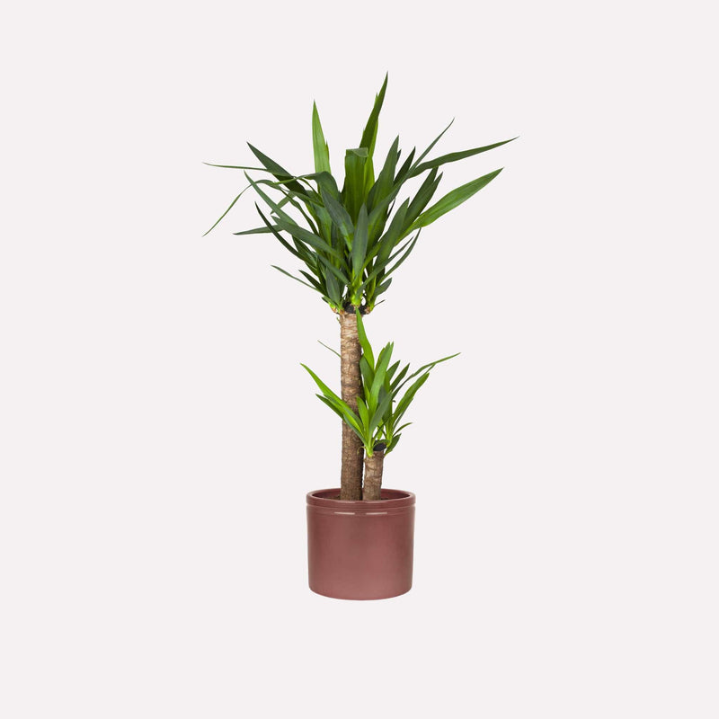 Palmlelie in rode pot