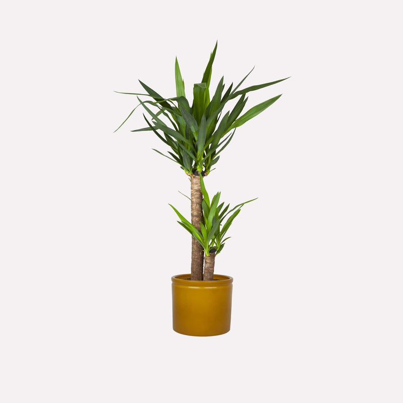 Palmlelie in mosterdgele pot