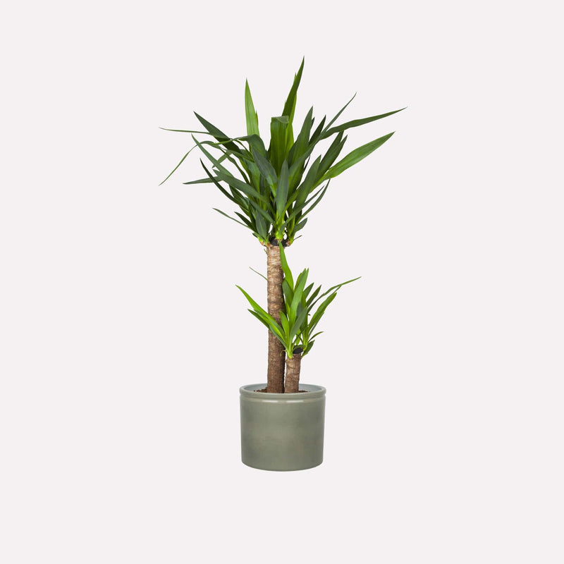 Palmlelie in saliegrijze pot