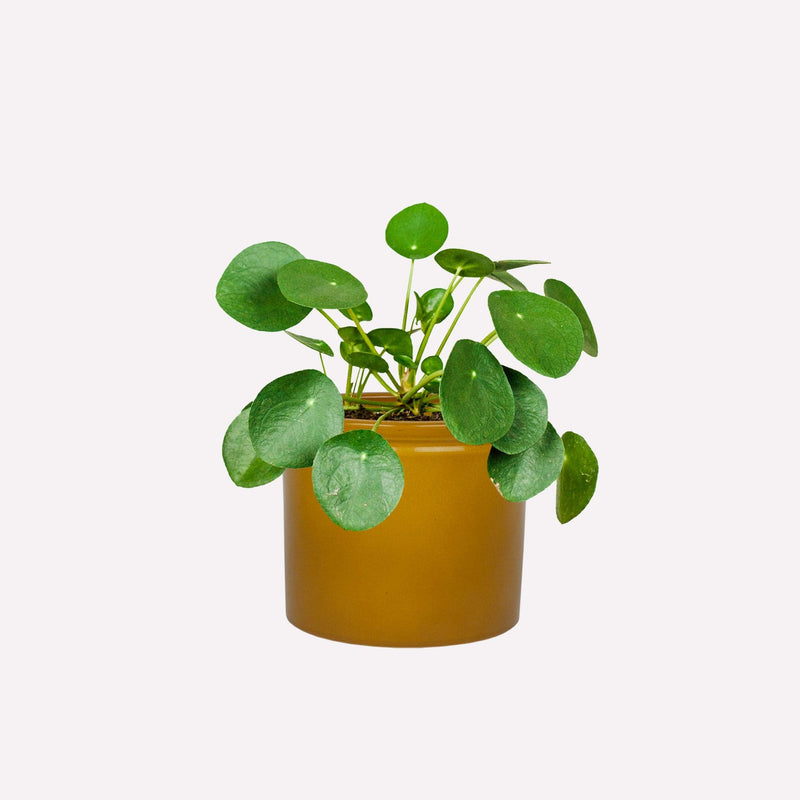 Pannenkoekplant in keramieken mosterdgele pot