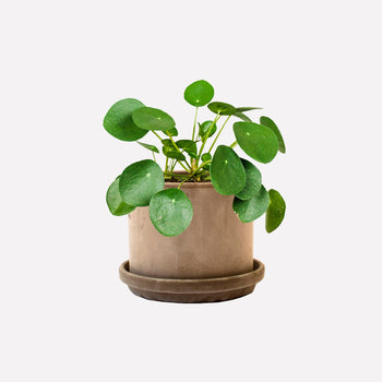 Pannenkoekplant BIO in pot  🎁 Pannenkoekplant BIO in pot  🎁
