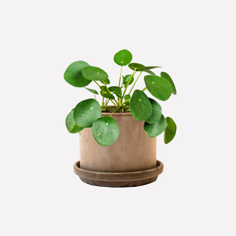 Pannenkoekplant in strak grijze terracotta pot