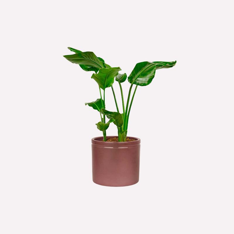 Kleine paradijsvogelplant in wijnrode keramieken pot