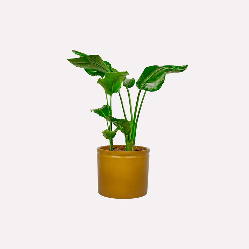 Kleine paradijsvogelplant in mosterdgele keramieken pot