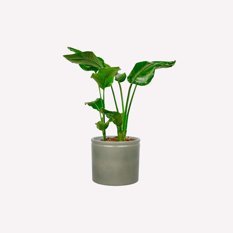 Kleine paradijsvogelplant in saliegroene keramieken pot