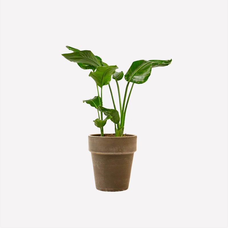 Kleine paradijsvogelplant in strakke hoge terracotta pot