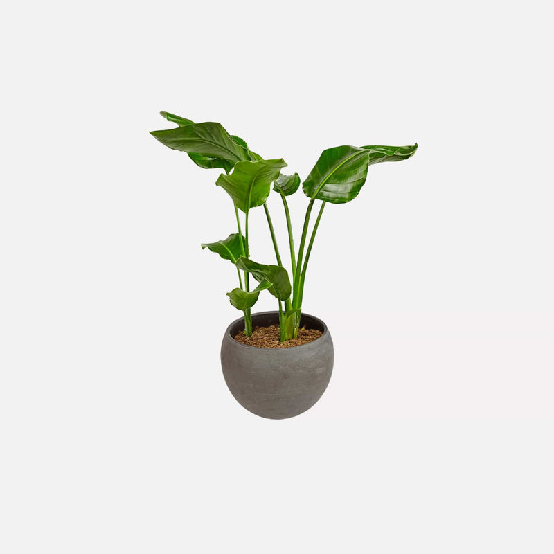 Kleine paradijsvogelplant in strakke ronde grijze terracotta pot