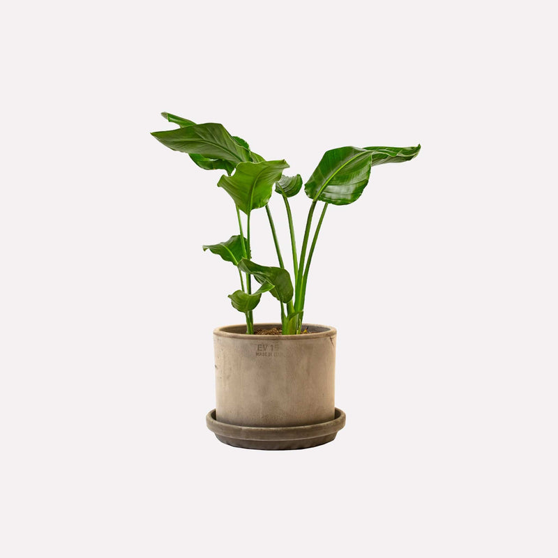 Kleine paradijsvogelplant in strakke grijze terracotta pot