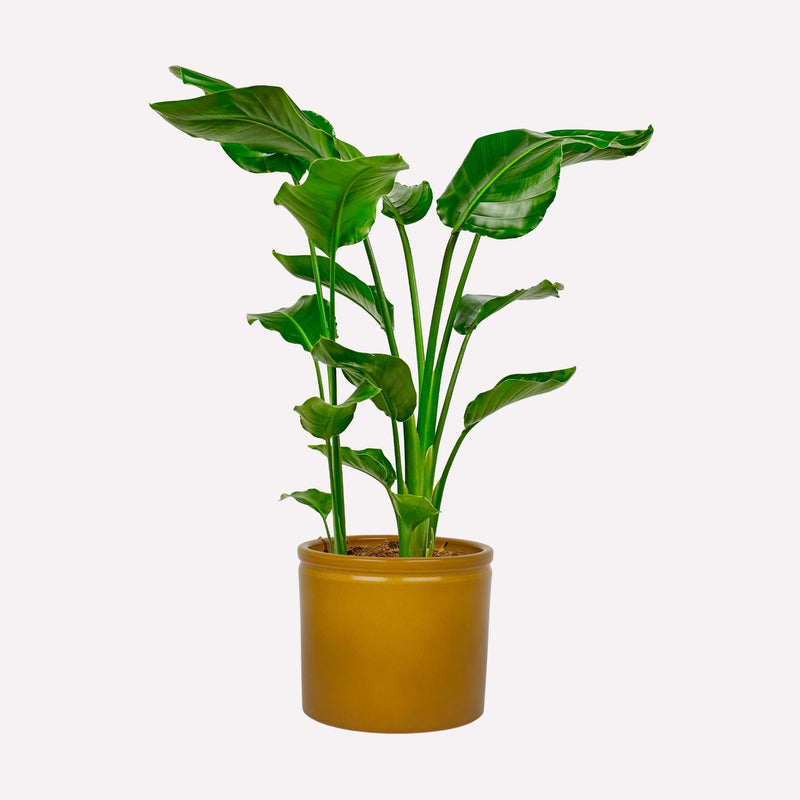 Grote paradijsvogelplant in mosterdgele keramieken pot