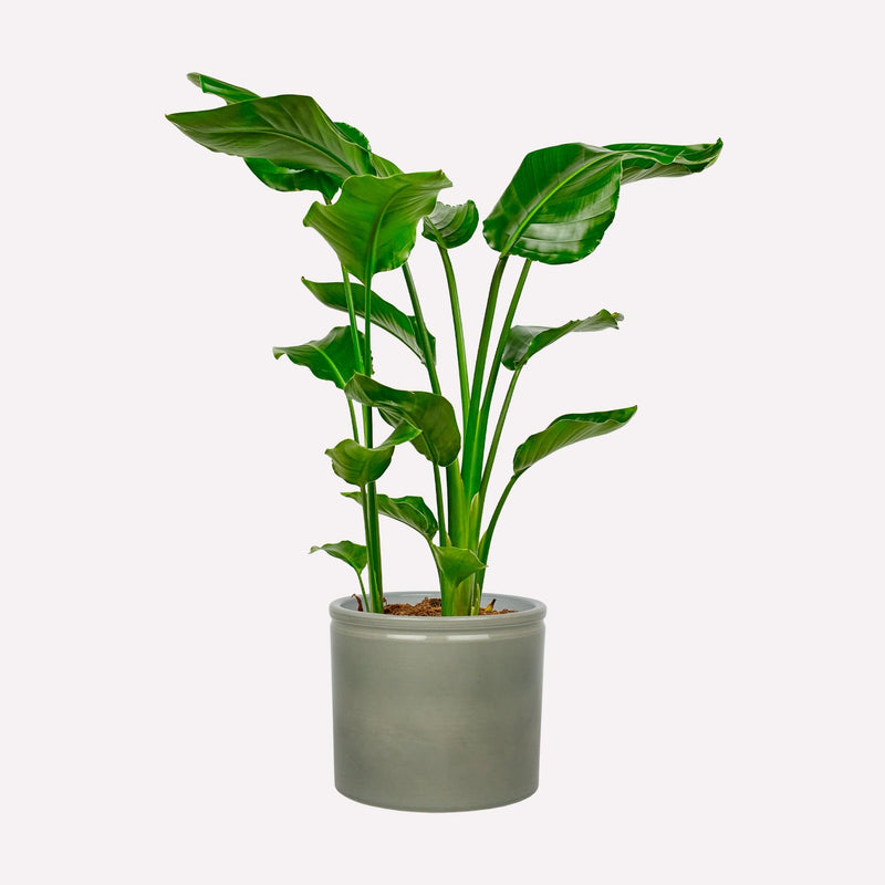 Grote paradijsvogelplant in grijsgroene keramieken pot