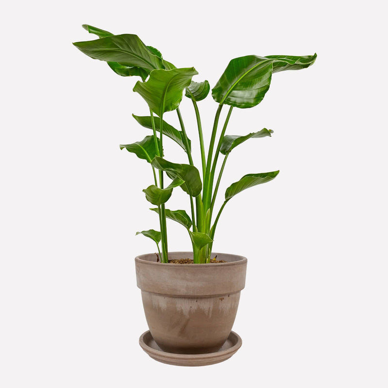 Grote paradijsvogelplant in grijze terracotta pot