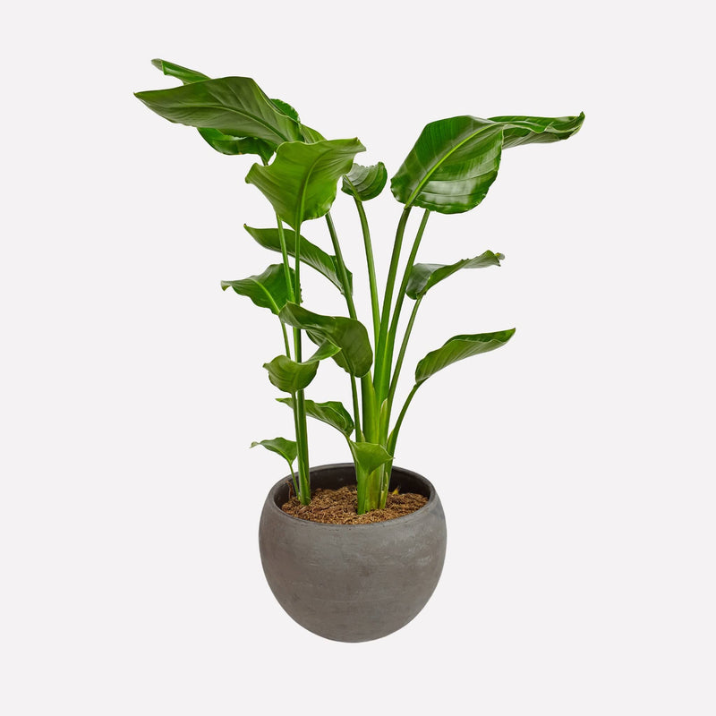 Grote paradijsvogelplant in ronde grijze terracotta pot