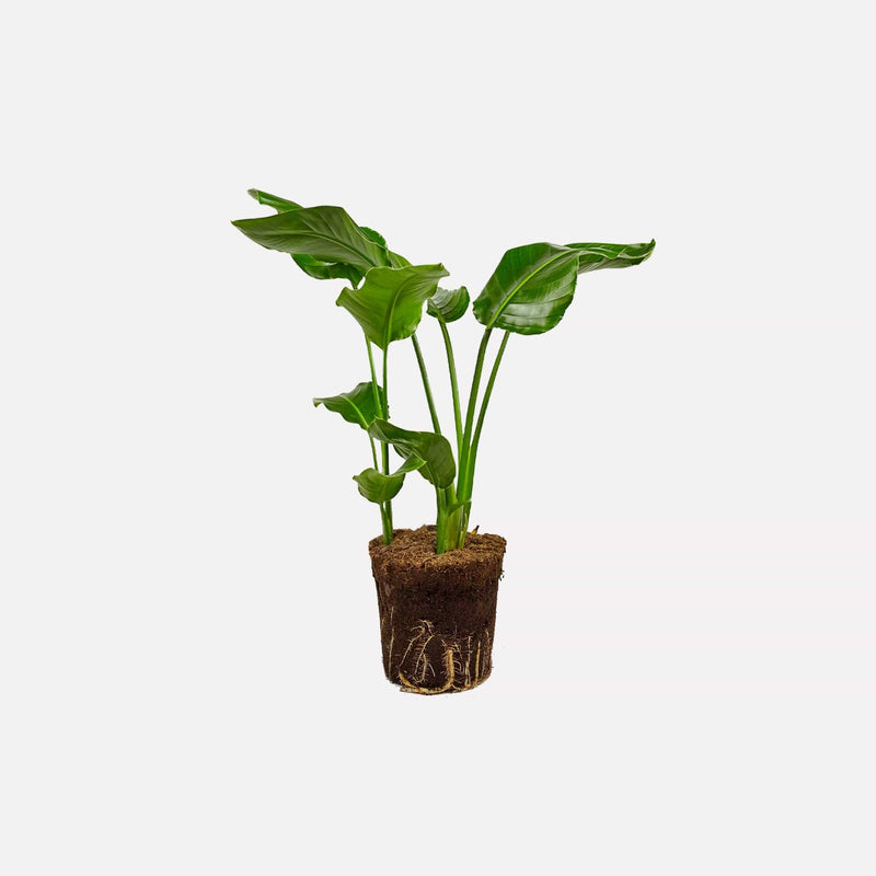 Paradijsvogelplant klein totaal