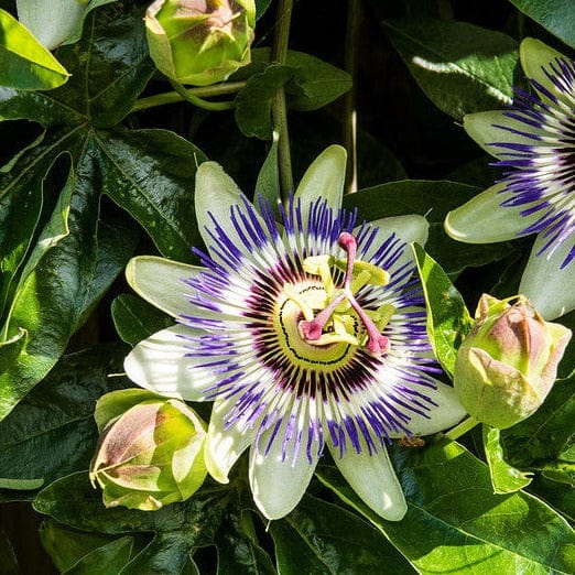 biologische passiebloem in bloei.