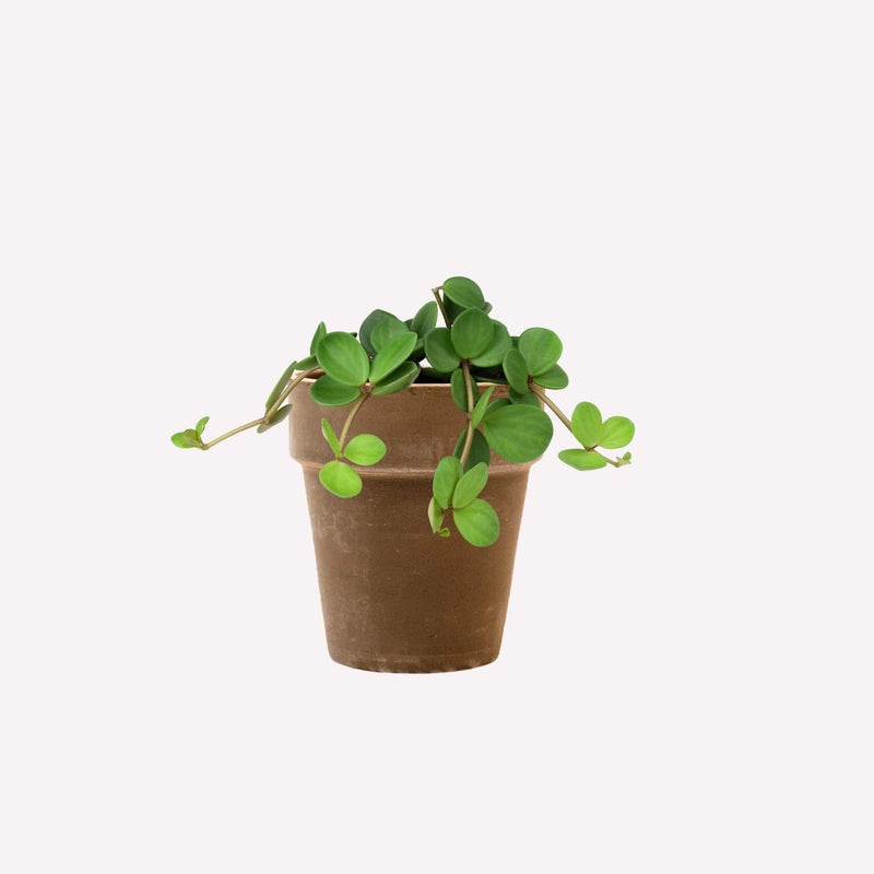 Peperomia Hope in grijze terracotta pot
