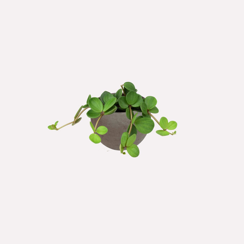 Peperomia Hope in ronde grijze terracotta pot