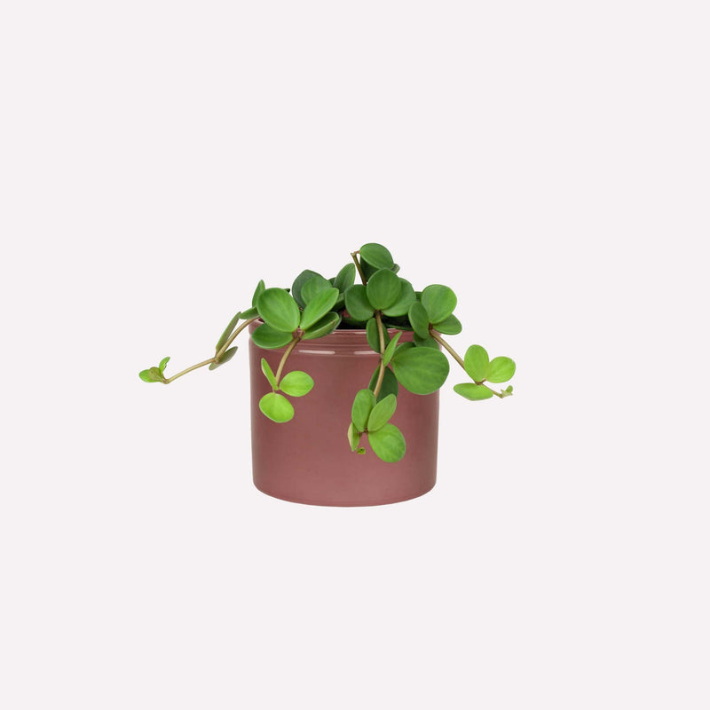Peperomia Hope in wijnrode keramieken pot