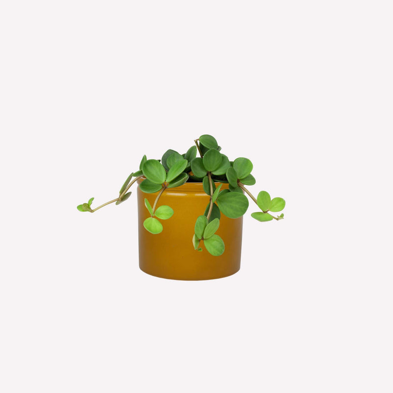 Peperomia Hope in mosterdgele keramieken pot
