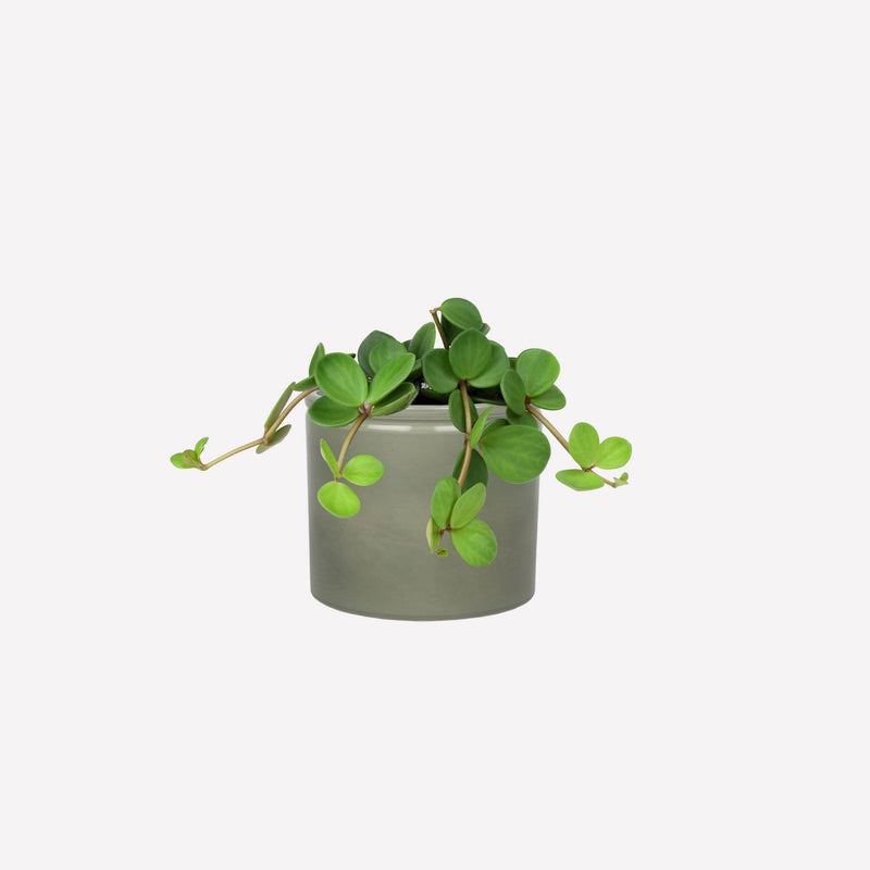 Peperomia Hope in grijgroene keramieken pot