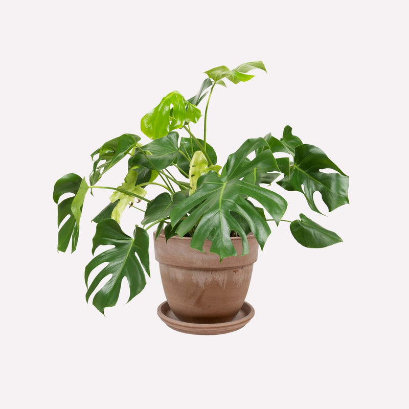 Philodendron Monstera Deliciosa in bolle grijze terracotta pot