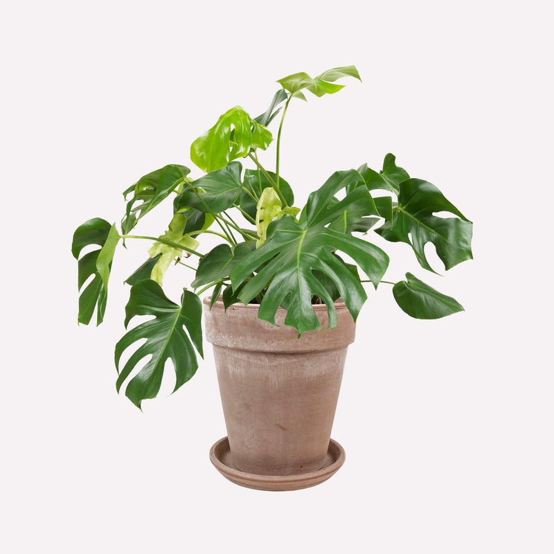 Philodendron Monstera Deliciosa in grote grijze terracotta pot
