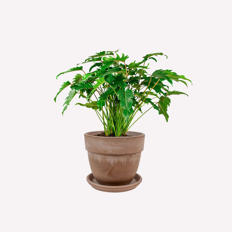 Philodendron Xanadu in grijze terracotta pot