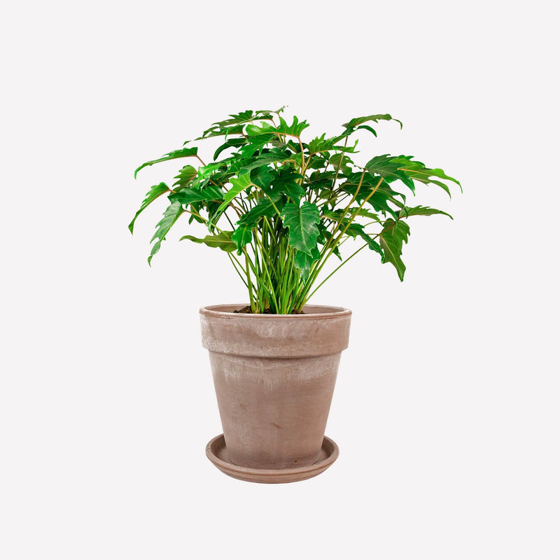 Philodendron Xanadu in grijze terracotta pot
