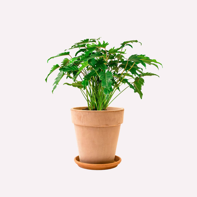 Philodendron Xanadu in terracotta pot