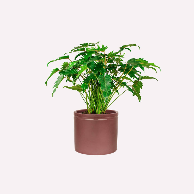 Philodendron Xanadu in wijnrode keramieken pot