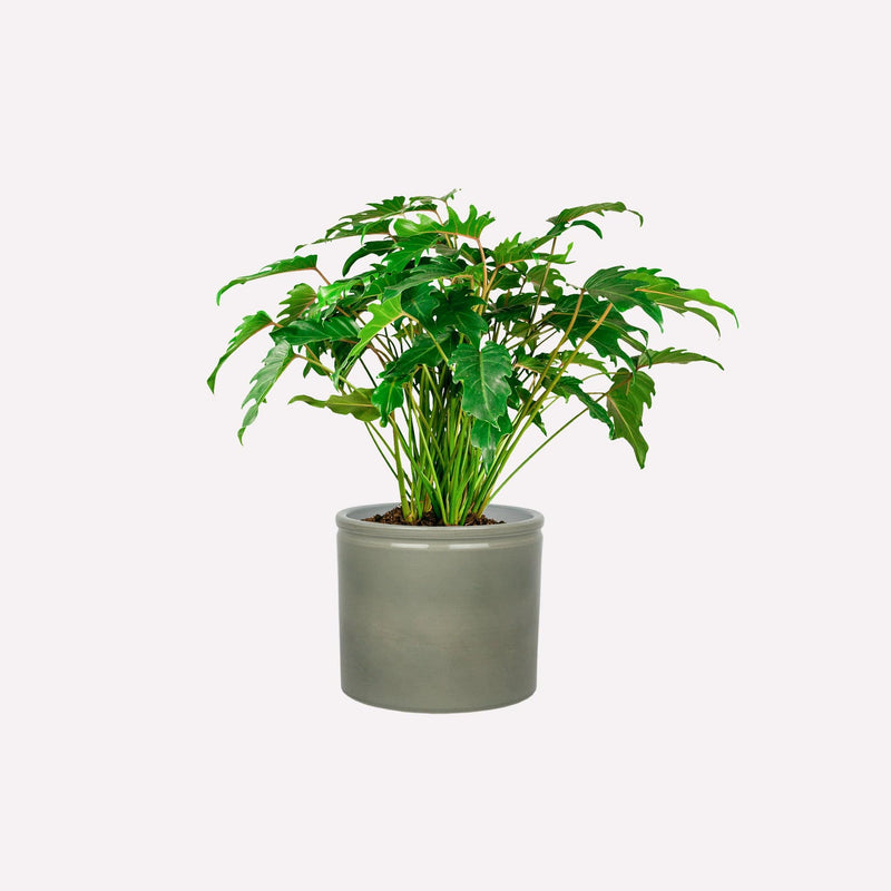 Philodendron Xanadu in grijsgroene keramieken pot