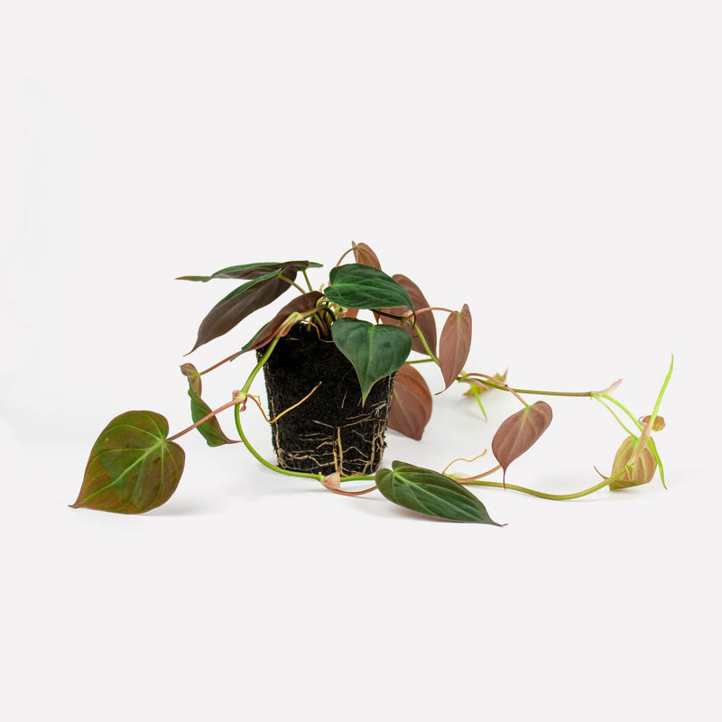 philodendrons micans hele plant met matte fluweelachtige hartvormige bladeren