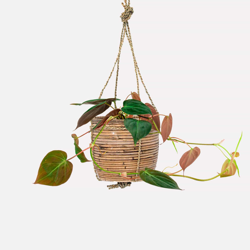 Philodendron micans in rotan hangmand