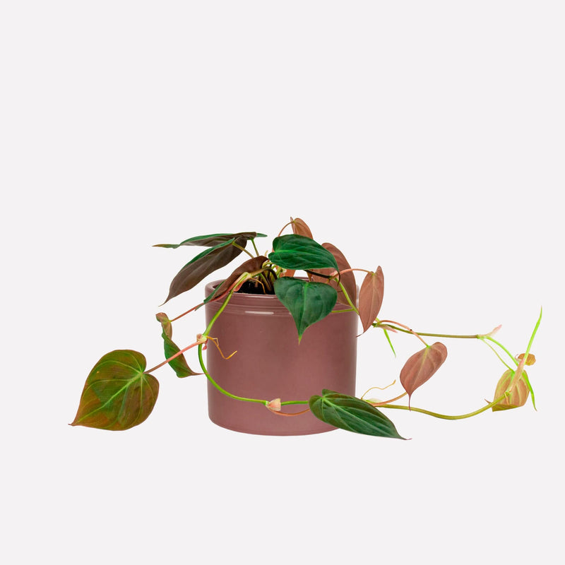 Philodendron micans in wijnrode keramieken pot