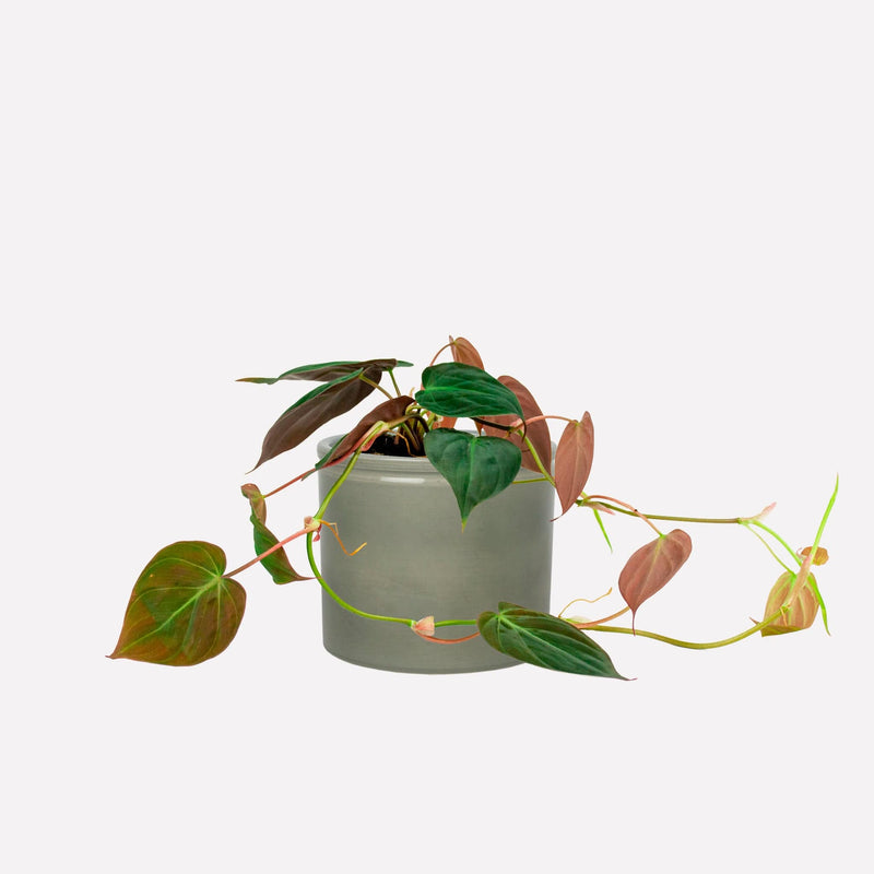 Philodendron micans in grijsgroene keramieken pot