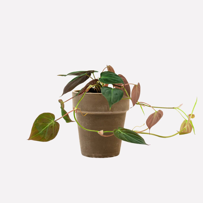 Philodendron micans in grijze pot