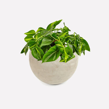 Philodendron scandens Brasil in pot 🎁 Philodendron scandens Brasil in pot 🎁